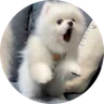 619